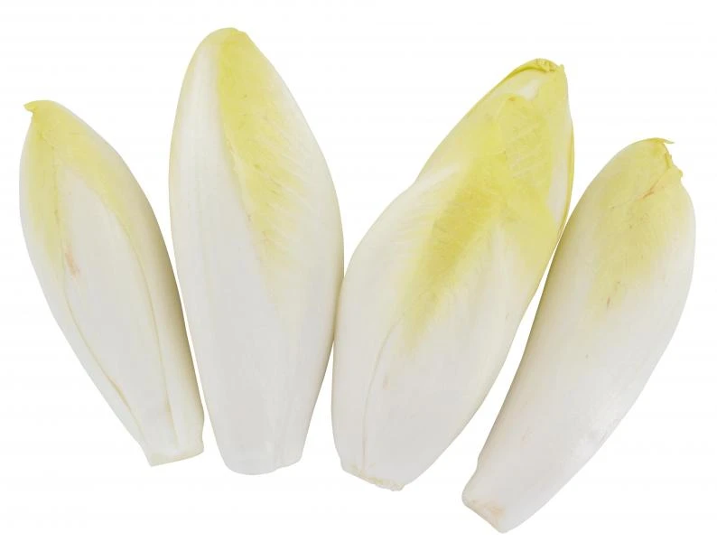 Chicorée 3 Chicorée – Bild 3