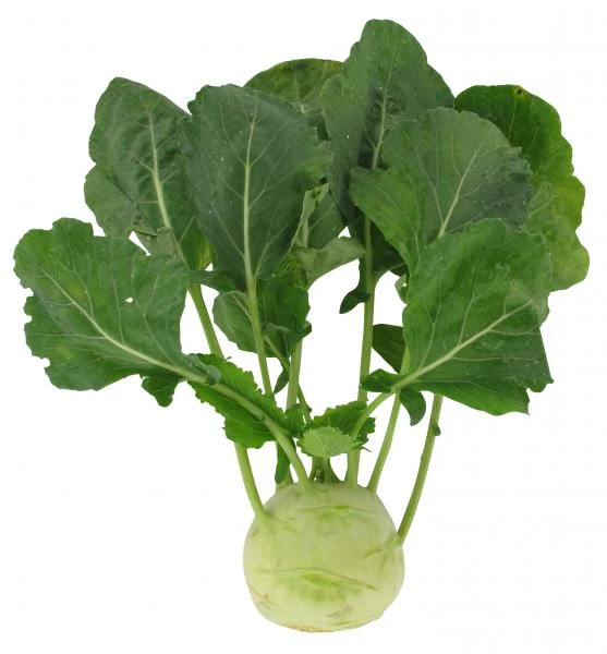Kohlrabi 1 Kohlrabi