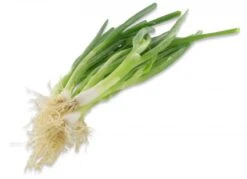 Lauchzwiebeln Im Bund