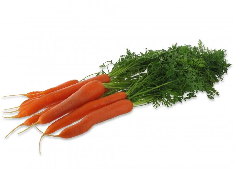 Bundmöhren 1 Bundmöhren