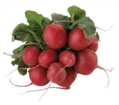 Radieschen Im Bund