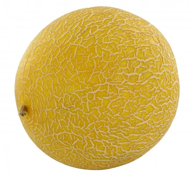 Galia Melone 1 Galia Melone
