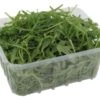 Bio Rucola Salat
